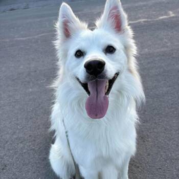 American Eskimo Dog Dogs Available for Adoption in Syracuse, New York - Skylar | PetCurious