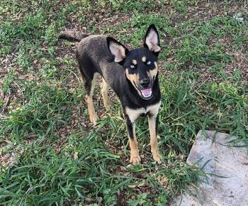 Doberman Pinscher and Husky Dogs Available for Adoption in Mcallen, Texas - Skyler | PetCurious