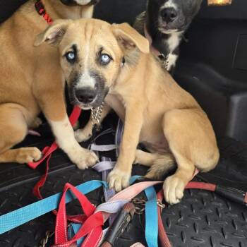 Kj -  Pit Bull Terrier and Husky Dog for Adoption in East St. Louis, Illinois - Kj | PetCurious