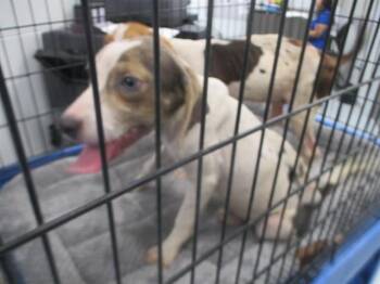 A387917 -  Beagle and Mixed Breed Dog for Adoption in Ocala, Florida - A387917 | PetCurious