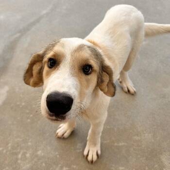 Rodeo -  Great Pyrenees Dog for Adoption in Freeport, Florida - Rodeo | PetCurious