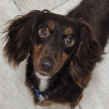 Rescue Dachshund Dogs for Adoption in Fenton, Michigan - RIZZY | PetCurious