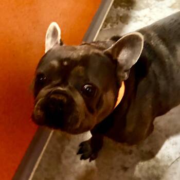 Kevin (MY26-56) -  French Bulldog Dog for Adoption in Peyton, Colorado - Kevin (MY26-56) | PetCurious