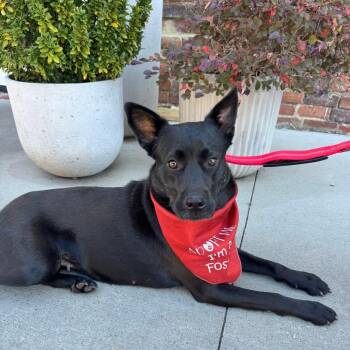 Rescue Australian Kelpie Dogs for Adoption in Rock Hill, South Carolina - Parfait | PetCurious
