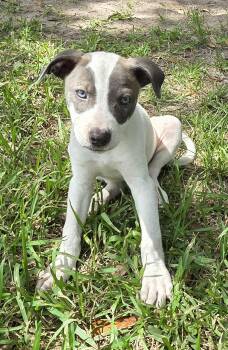 Lily -  Mixed Breed Dog for Adoption in Houston, Texas - Lily | PetCurious