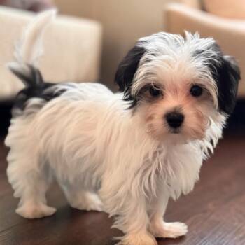 Leo - TIny Morkie Puppy! -  Maltese and Yorkshire Terrier Dog for Adoption in Fort Myers, Florida - Leo - TIny Morkie Puppy! | PetCurious