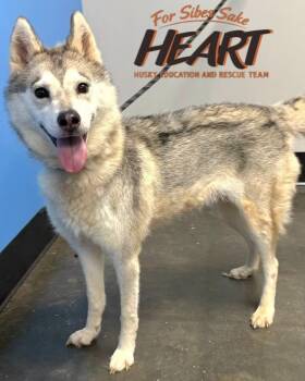 Juno -  Siberian Husky Dog for Adoption in Odenton, Maryland - Juno | PetCurious