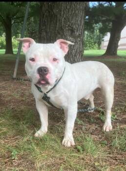Orc -  Pit Bull Terrier Dog for Adoption in Springfield, Illinois - Orc | PetCurious