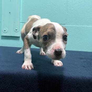 Pit Bull Terrier Dogs Available for Adoption in Cabot, Arkansas - Etta June | PetCurious