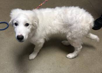 *Comet* -  Great Pyrenees Dog for Adoption in Salt Lake City, Utah - *Comet* | PetCurious