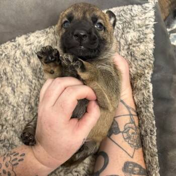 Bella -  Shepherd Dog for Adoption in Yucaipa, California - Bella | PetCurious