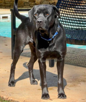 Rescue Labrador Retriever Dogs for Adoption in Sandy Springs, Georgia - Banks | PetCurious
