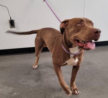 Pen 125 Ester -  Pit Bull Terrier Dog for Adoption in Lawrenceville, Georgia - Pen 125 Ester | PetCurious
