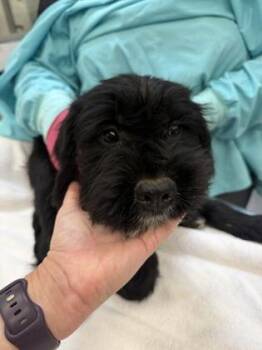 Corn on the Cob -  Standard Poodle Dog for Adoption in Sacramento, California - Corn On The Cob | PetCurious