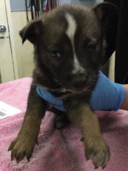 Siberian Husky and Mixed Breed Dogs Available for Adoption in Riverside, California - SATURN | PetCurious