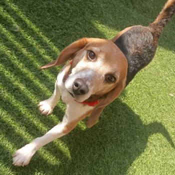 Howdy -  Beagle Dog for Adoption in Hainesville, Illinois - Howdy | PetCurious