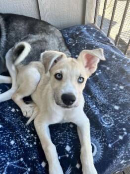 RAIN -  Husky Dog for Adoption in Broomfield, Colorado - RAIN | PetCurious