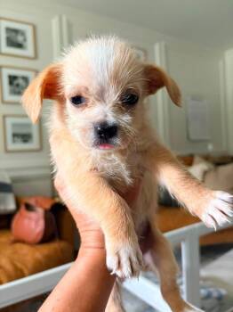Rusty -  Shih Tzu Dog for Adoption - Rusty | PetCurious