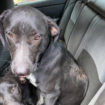 Honey -  Labrador Retriever Dog for Adoption in Sequatchie, Tennessee - Honey | PetCurious