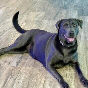 Labrador Retriever and Weimaraner Dogs Available for Adoption in Friendswood, Texas - Lola The Ball Playing Princess | PetCurious