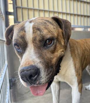 THOR -  Boxer and Mixed Breed Dog for Adoption in Chula Vista, California - THOR | PetCurious