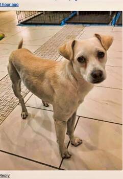 Sage -  Chihuahua and Jack Russell Terrier Dog for Adoption in Boulder, Colorado - Sage | PetCurious