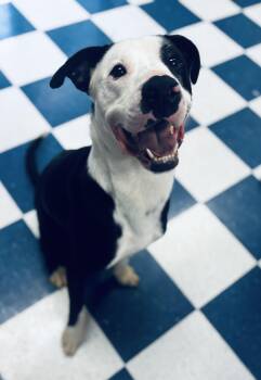 Labrador Retriever Dogs Available for Adoption - Lucky | PetCurious