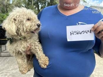 FLUFFY -  Bichon Frise Dog for Adoption in Ocala, Florida - FLUFFY | PetCurious
