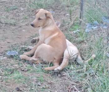 Rescue Labrador Retriever Dogs for Adoption in Manchester, Connecticut - Cooper | PetCurious