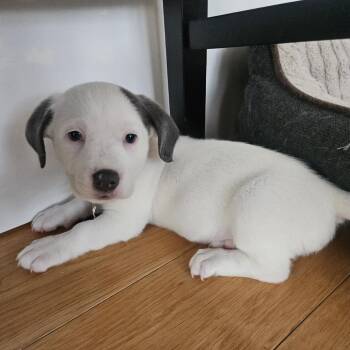 Strawberry Taffy -  Mixed Breed Dog for Adoption in New York, New York - Strawberry Taffy | PetCurious