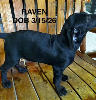 Raven -  Labrador Retriever and Mixed Breed Dog for Adoption in North Richland Hills, Texas - Raven | PetCurious