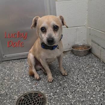Lucky Dale -  Chihuahua and Mixed Breed Dog for Adoption in Parkersburg, West Virginia - Lucky Dale | PetCurious