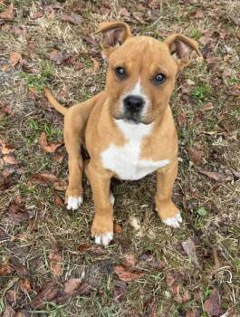 Yellow Labrador Retriever Dogs Available for Adoption - Reggie & Onyx | PetCurious