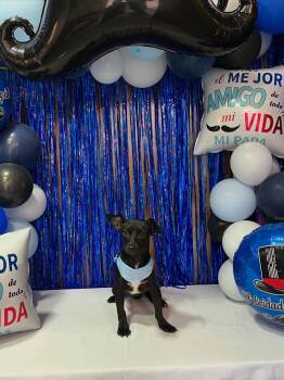 Garth -  Terrier Dog for Adoption in Harlingen, Texas - Garth | PetCurious