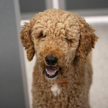Fireball (JY26-26) -  Standard Poodle Dog for Adoption in Peyton, Colorado - Fireball (JY26-26) | PetCurious