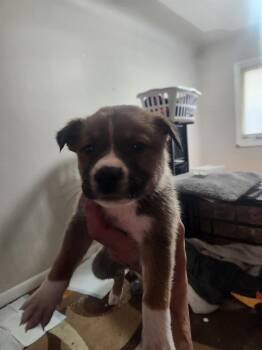 Shepherd and Pit Bull Terrier Dogs Available for Adoption in Calgary, Alberta - Cat | PetCurious