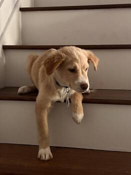 Spaniel Dogs Available for Adoption - Leo | PetCurious