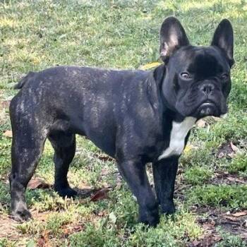Chet -  American Bulldog Dog for Adoption in Oakland, California - Chet | PetCurious