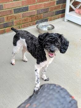 Jordan -  Miniature Poodle Dog for Adoption in Stoughton, Massachusetts - Jordan | PetCurious