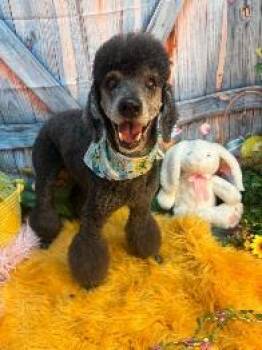 Poodle Dogs Available for Adoption - FINLEY | PetCurious