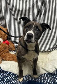 Husky and Terrier Dogs Available for Adoption in Fort Worth, Texas - Louie | PetCurious