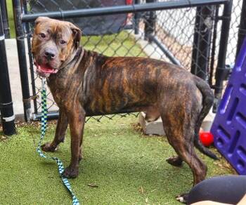 BARNABY -  Mastiff and Mixed Breed Dog for Adoption in Minneapolis, Minnesota - BARNABY | PetCurious