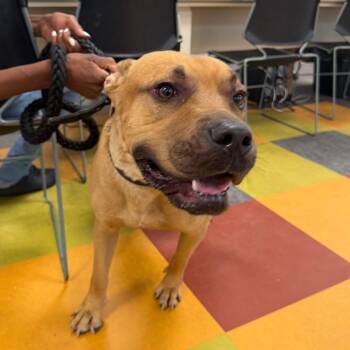 Bear -  Mixed Breed Dog for Adoption in Philadelphia, Pennsylvania - Bear | PetCurious