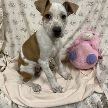 A614628 -  Australian Cattle Dog Blue Heeler and Mixed Breed Dog for Adoption in Modesto, California - A614628 | PetCurious