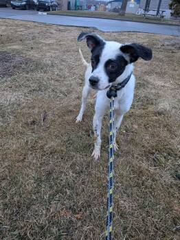 Chihuahua Dogs Available for Adoption in Vaudreuil-dorion, Quebec - Tabitha | PetCurious