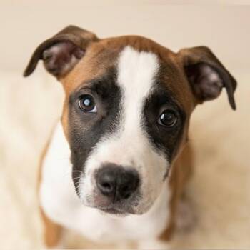 Toby -  Pit Bull Terrier Dog for Adoption in Sheridan, Arkansas - Toby | PetCurious