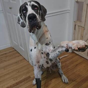 Ripley -  Great Dane Dog for Adoption in Jarrettsville, Maryland - Ripley | PetCurious