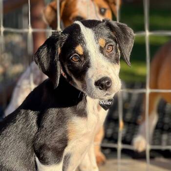 Rescue American Foxhound and Treeing Walker Coonhound Dogs for Adoption in Southlake, Texas - Muffin | PetCurious