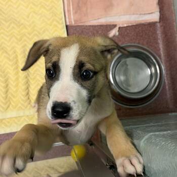 Benjamin -  Mixed Breed Dog Available for Adoption in Asheville, North Carolina - Benjamin | PetCurious