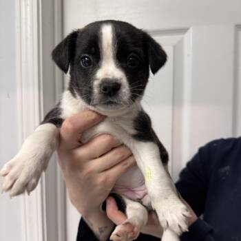 Mixed Breed Dogs Available for Adoption - Cabbage | PetCurious